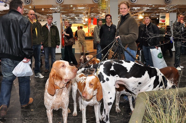 Pferd u Jagd   032.jpg